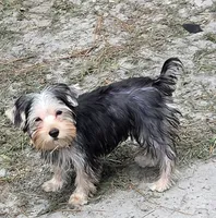 Milo, a male Yorkshire Terrier and Morkie for sale in Port Saint Lucie, FL – 3 of 3