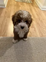Sofie F1B, a female Cavapoo and Poodle - Toy  for sale in Glasgow, KY – 2 of 8