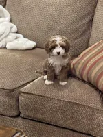 Sofie F1B, a female Cavapoo and Poodle - Toy  for sale in Glasgow, KY – 3 of 8