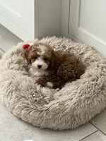 Sofie F1B, a female Cavapoo and Poodle - Toy  for sale in Glasgow, KY – 4 of 8