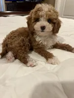 Sofie F1B, a female Cavapoo and Poodle - Toy  for sale in Glasgow, KY – 8 of 8