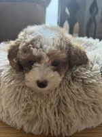 Sofie F1B, a female Cavapoo and Poodle - Toy  for sale in Glasgow, KY – 5 of 8