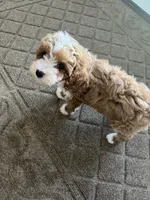 Sofie F1B, a female Cavapoo and Poodle - Toy  for sale in Glasgow, KY – 7 of 8