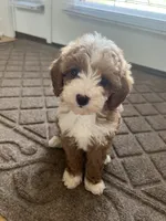 Sofie F1B, a female Cavapoo and Poodle - Toy  for sale in Glasgow, KY – 6 of 8