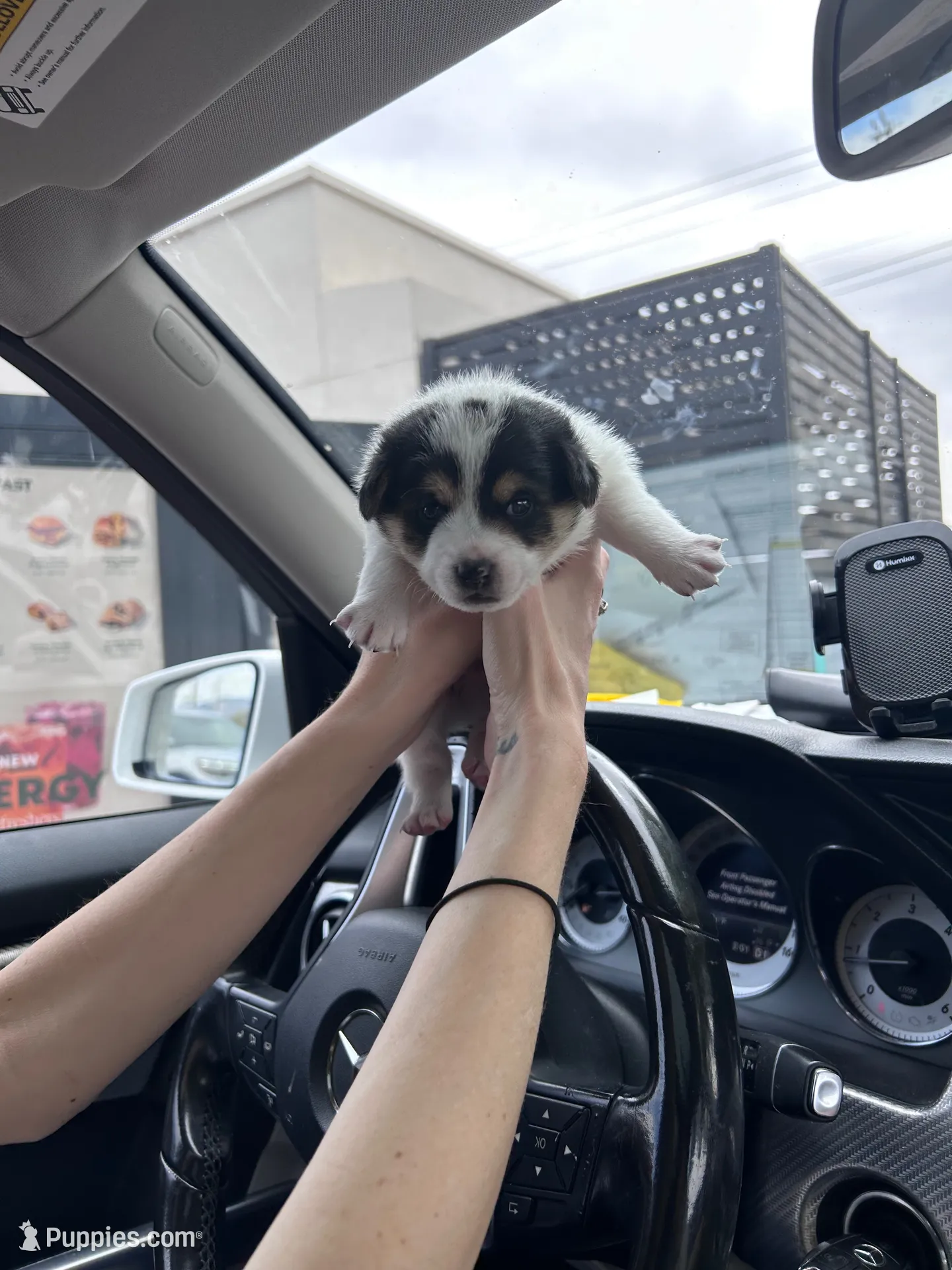 Duke (Dash), a male Jack Russell Terrier for sale in Albuquerque, NM – 3 of 4