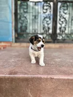 Duke (Dash), a male Jack Russell Terrier for sale in Albuquerque, NM – 2 of 4