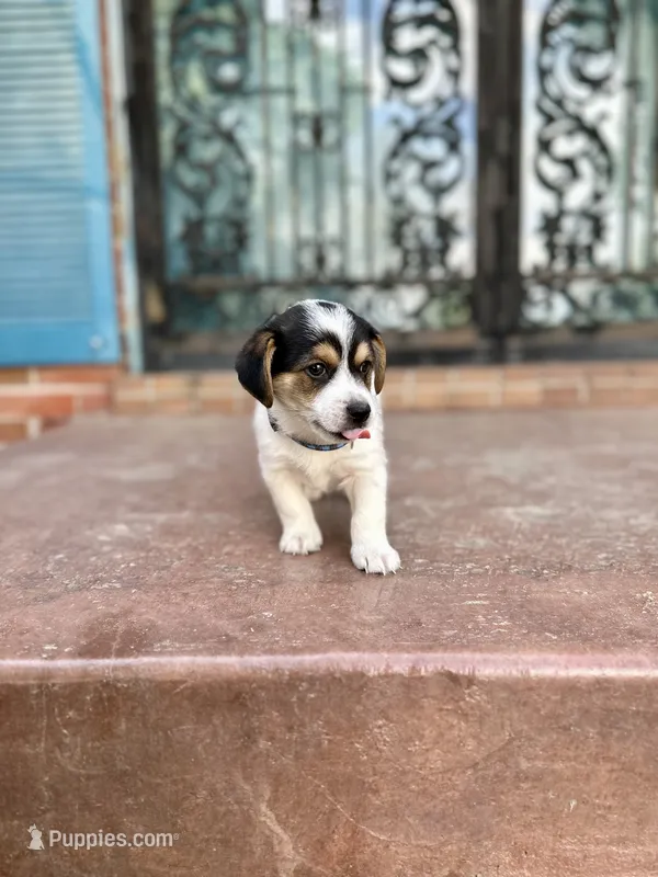 Duke (Dash) – Jack Russell Terrier puppy for sale in Albuquerque, NM