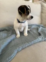 Duke (Dash), a male Jack Russell Terrier for sale in Albuquerque, NM – 4 of 4