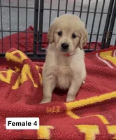 Brinley, a female Golden Retriever for sale in Earling, IA – 3 of 4