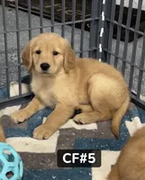 Daisy, a female Golden Retriever for sale in Earling, IA – 2 of 3