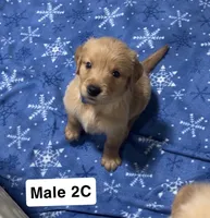 Ant, a male Golden Retriever for sale in Earling, IA – 4 of 4