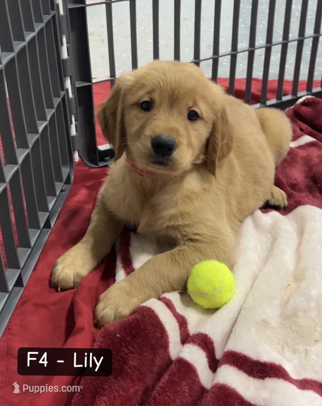 Lily – Golden Retriever puppy for sale in Earling, IA