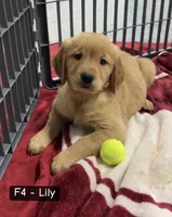 Lily, a female Golden Retriever for sale in Earling, IA – 1 of 4