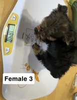 Whitney, a female Yorkshire Terrier for sale in Earling, IA – 3 of 4