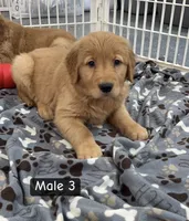 Lewis, a male Golden Retriever for sale in Earling, IA – 2 of 3