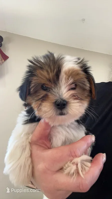 Bree – Yorkshire Terrier puppy for sale in Earling, IA