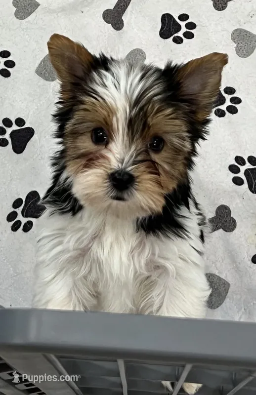 Bree – Yorkshire Terrier puppy for sale in Earling, IA