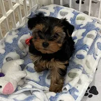 Charlotte, a female Yorkshire Terrier for sale in Earling, IA – Photo 5 of 6