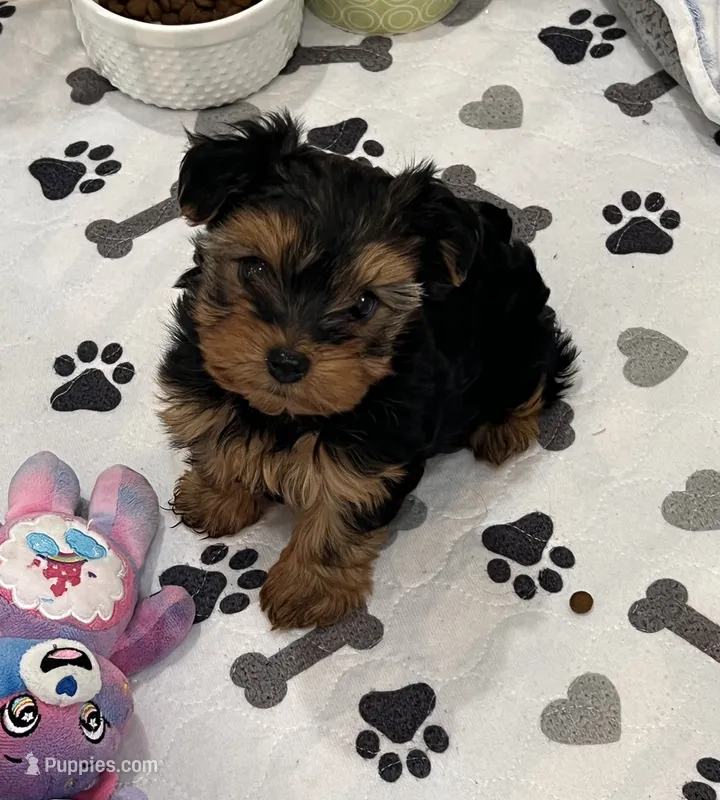 Charlotte – Yorkshire Terrier puppy on hold in Earling, IA