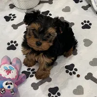 Charlotte, a female Yorkshire Terrier for sale in Earling, IA – Photo 1 of 6