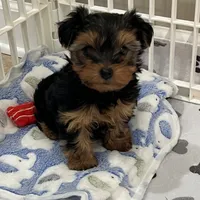 Charlotte, a female Yorkshire Terrier for sale in Earling, IA – Photo 3 of 6