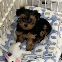 Charlotte, a female Yorkshire Terrier for sale in Earling, IA – Photo 4 of 6