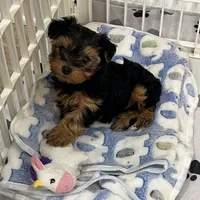 Charlotte, a female Yorkshire Terrier for sale in Earling, IA – Photo 6 of 6