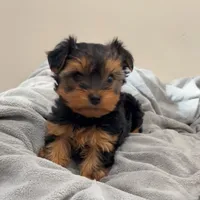 Charlotte, a female Yorkshire Terrier for sale in Earling, IA – Photo 2 of 6