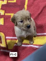 Poppy, a female Golden Retriever for sale in Earling, IA – 3 of 3