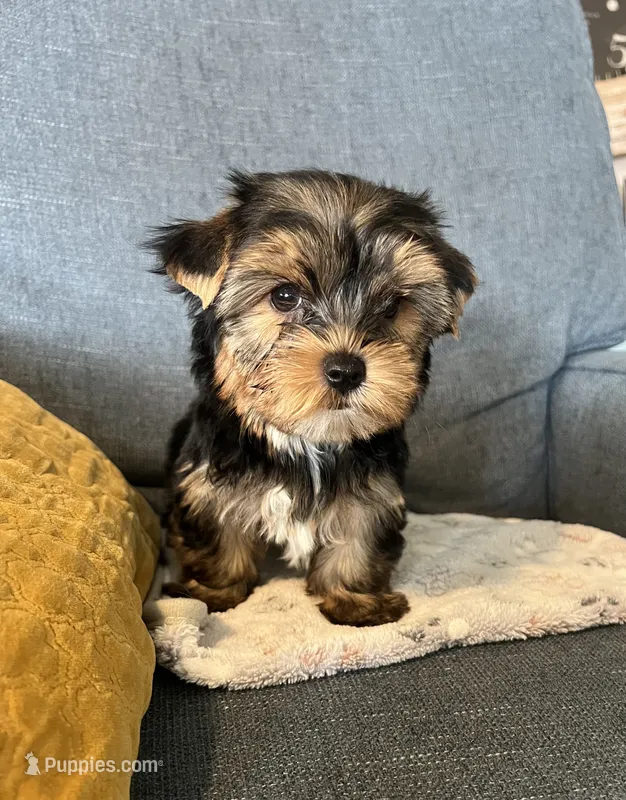 Baxter  – Yorkshire Terrier puppy for sale in Earling, IA
