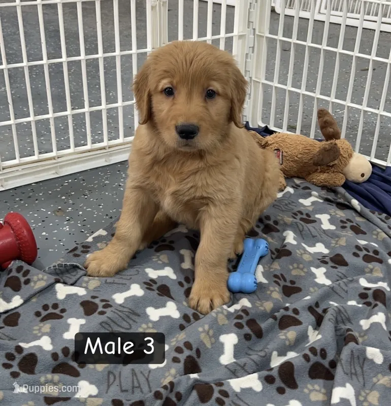 Lewis – Golden Retriever puppy for sale in Earling, IA