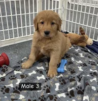 Lewis, a male Golden Retriever for sale in Earling, IA – 1 of 3