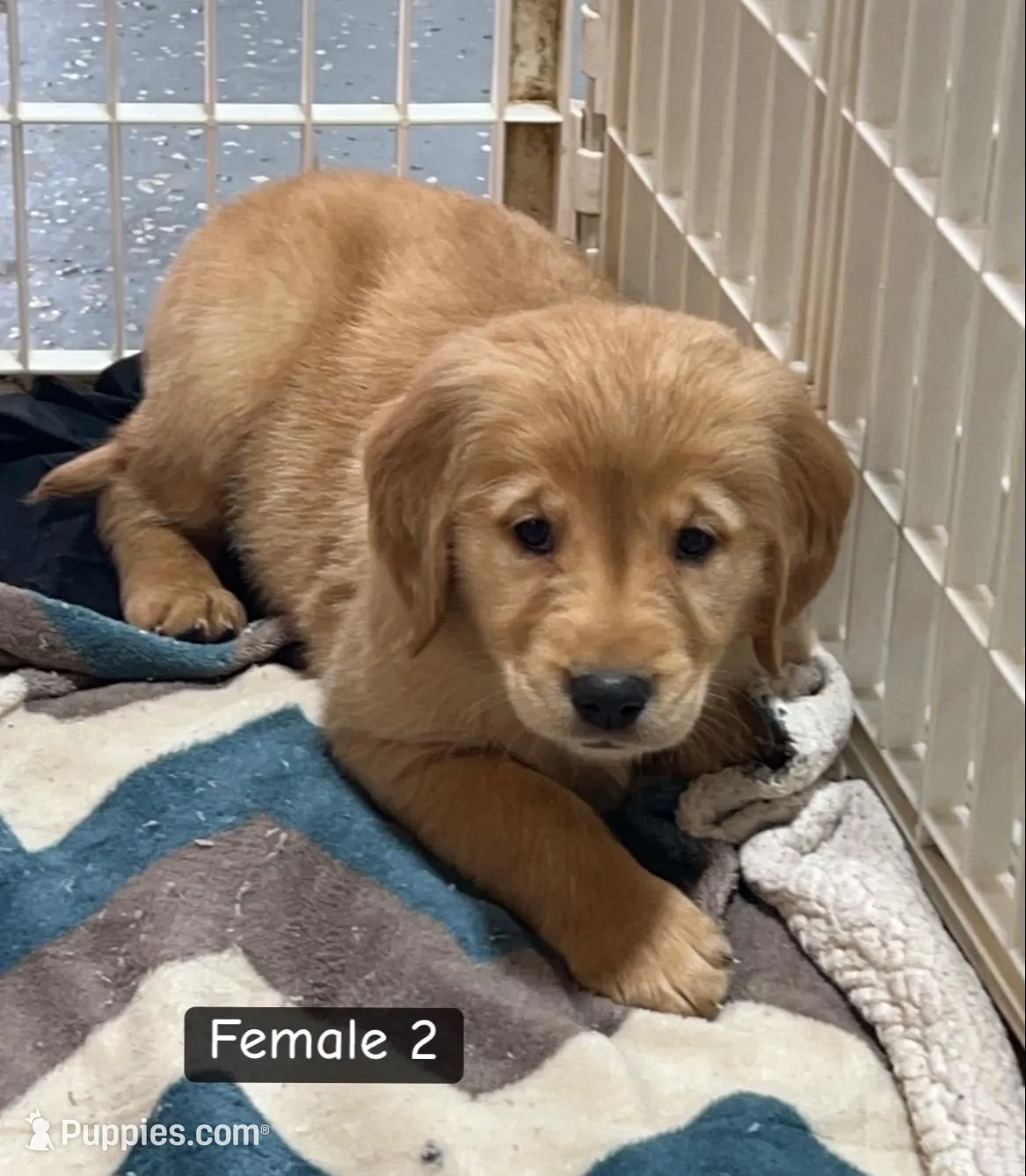 Bryn , a female Golden Retriever for sale in Earling, IA – Photo 2 of 4