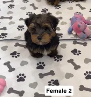 Maggie, a female Yorkshire Terrier for sale in Earling, IA – 1 of 5