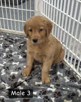 Lewis, a male Golden Retriever for sale in Earling, IA – 3 of 3