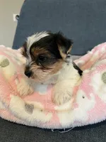 Gemma, a female Yorkshire Terrier for sale in Earling, IA – 6 of 6