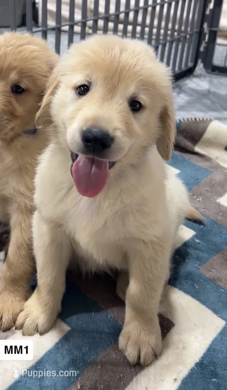 Stetson – Golden Retriever puppy for sale in Earling, IA