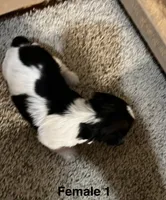 Daphne, a female Yorkshire Terrier for sale in Earling, IA – 3 of 3