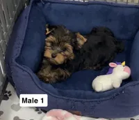 Harry, a male Yorkshire Terrier for sale in Earling, IA – 2 of 2