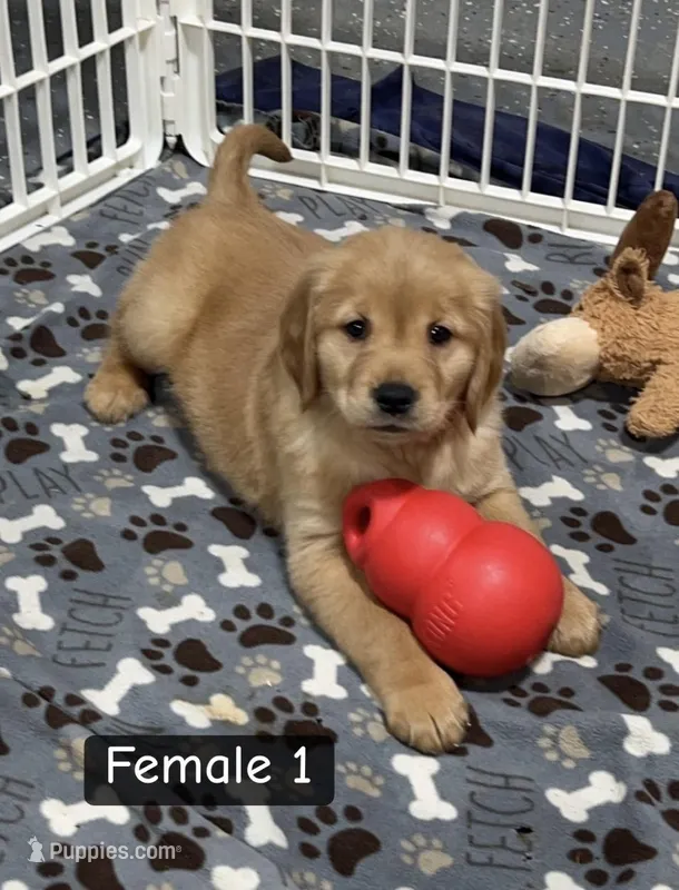 Sophie – Golden Retriever puppy for sale in Earling, IA
