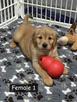 Sophie, a female Golden Retriever for sale in Earling, IA – Photo 1 of 4
