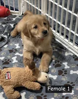 Sophie, a female Golden Retriever for sale in Earling, IA – Photo 2 of 4