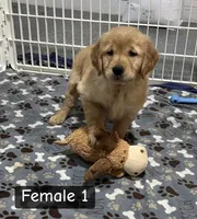 Sophie, a female Golden Retriever for sale in Earling, IA – Photo 4 of 4