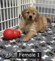 Sophie, a female Golden Retriever for sale in Earling, IA – Photo 3 of 4