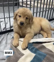 Rip, a male Golden Retriever for sale in Earling, IA – 1 of 3