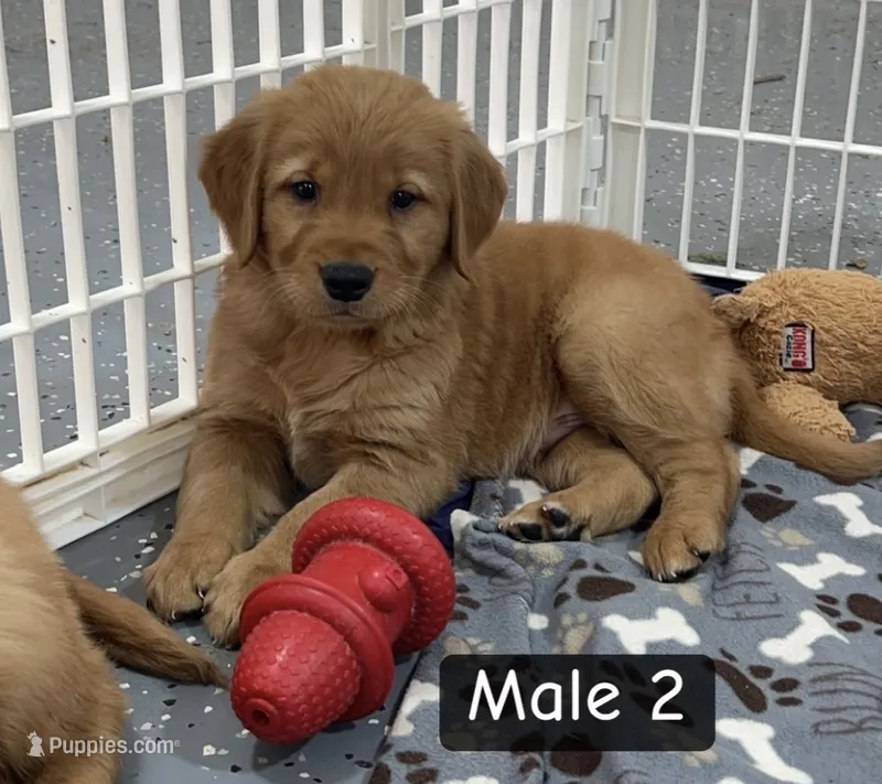 Herbie – Golden Retriever puppy for sale in Earling, IA