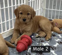 Herbie, a male Golden Retriever for sale in Earling, IA – 1 of 3