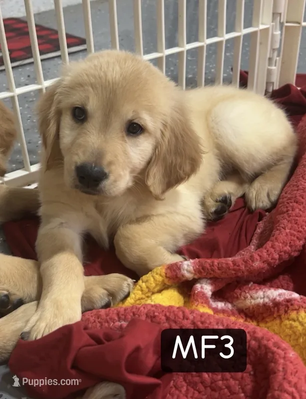 Arizona – Golden Retriever puppy for sale in Earling, IA