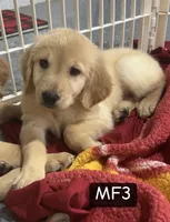 Arizona, a female Golden Retriever for sale in Earling, IA – 1 of 1