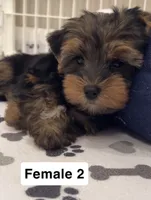 Maggie, a female Yorkshire Terrier for sale in Earling, IA – 2 of 5